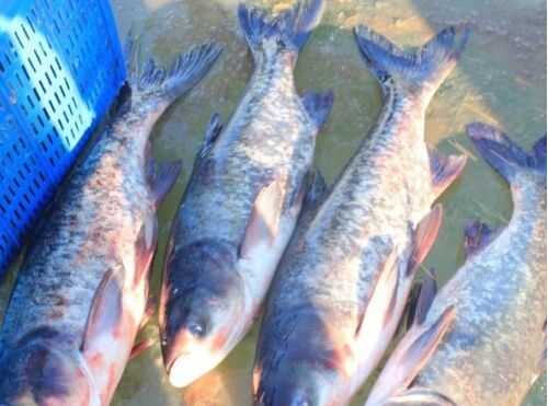 2016花鰱養殖前景及市場價格行情分析