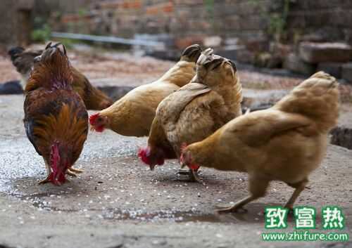 2016養土雞賺錢嗎？2016土雞養殖前景及市場價格行情分析