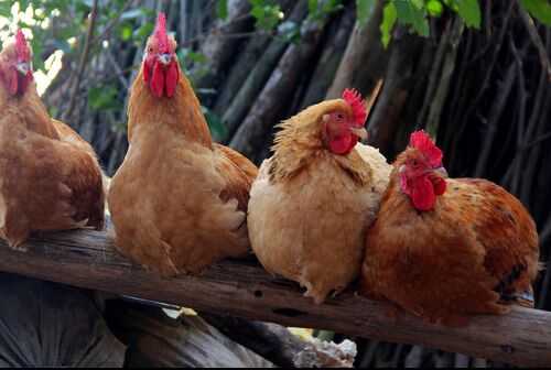 2016養土雞賺錢嗎？