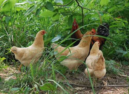 2016土雞養殖前景及市場價格行情分析