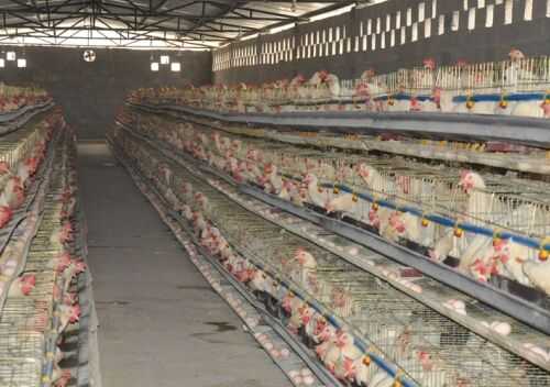 2016養蛋雞賺錢嗎?