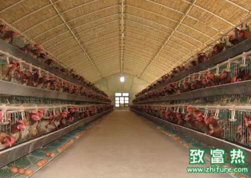 2016養蛋雞賺錢嗎？2016蛋雞養殖前景及市場價格行情分析