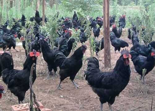 2016養(yǎng)綠殼蛋雞賺錢嗎?