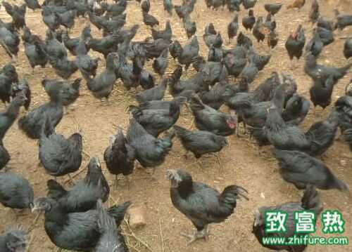 2016養(yǎng)綠殼蛋雞賺錢嗎？2016綠殼蛋雞養(yǎng)殖前景及市場價格行情分析