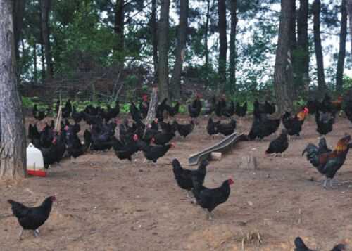 2016綠殼蛋雞養(yǎng)殖前景及市場價格行情分析