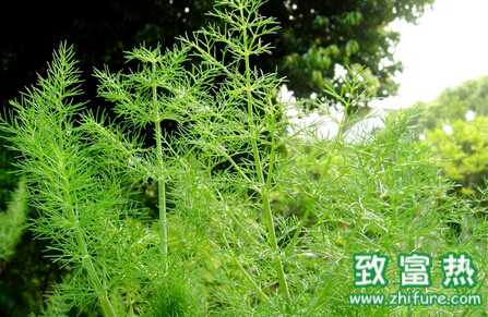 茴香白粉病的介紹與防治措施