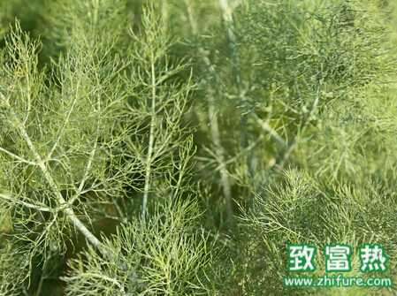 小茴香如何栽培能高產