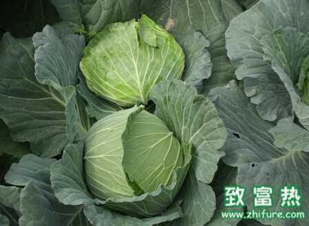 甘藍夏季栽培管理技術