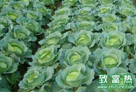 甘藍灰霉病的識別及防治