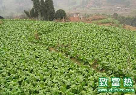 榨菜軟腐病綜合防治