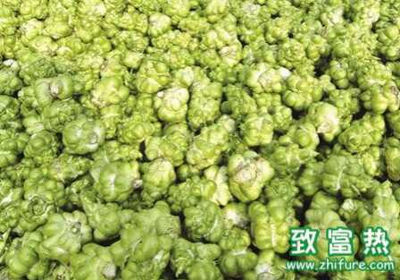 榨菜為什么會抽薹