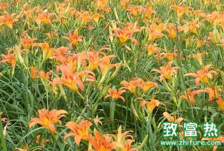 黃花菜秋冬如何栽植的要點(diǎn)