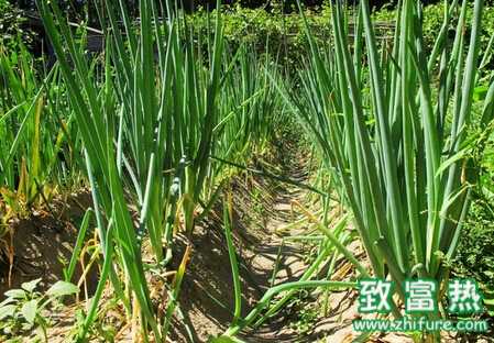 大蔥秋季管理的四要點