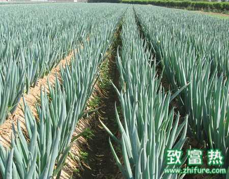 大蔥反季節栽培如何能高產