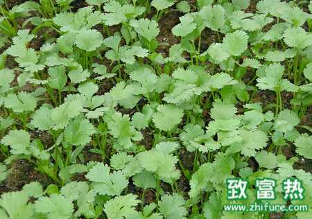 香菜秋季栽培管理要點