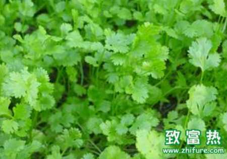 香菜日光溫室栽培管理要點