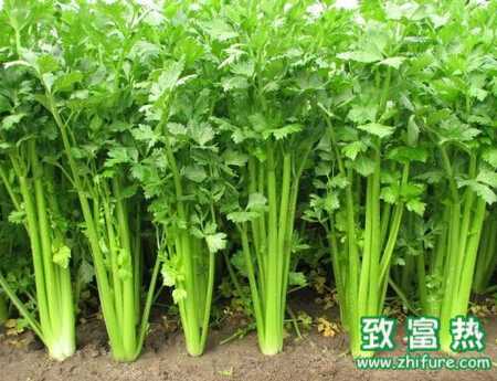 芹菜春季怎么栽培好