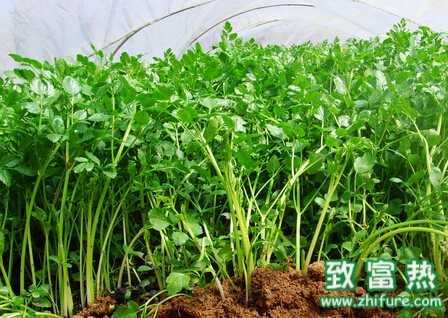 芹菜冬季大棚栽培管理技術(shù)