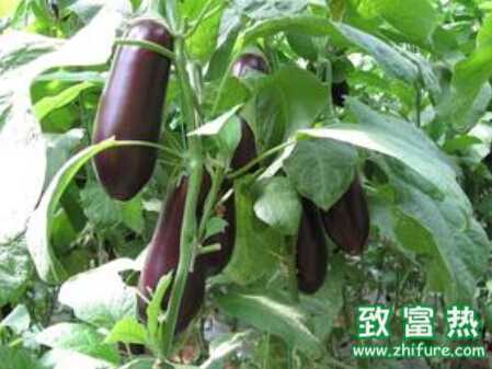 茄子夏季追肥的注意事項