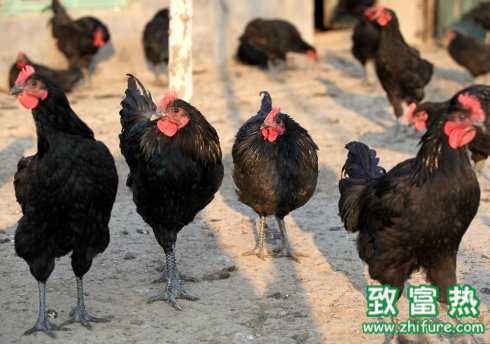 壽光雞特點、優勢圖片介紹