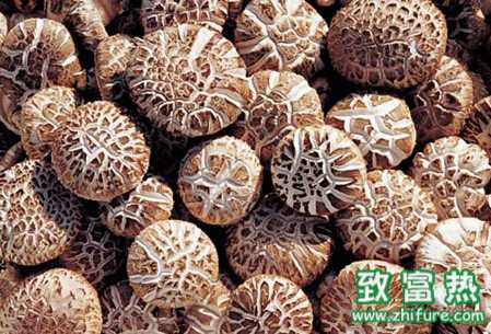 猴頭菇如何栽培管理好