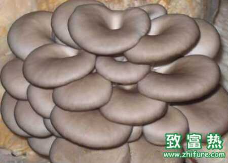 平菇如何進(jìn)行催菇