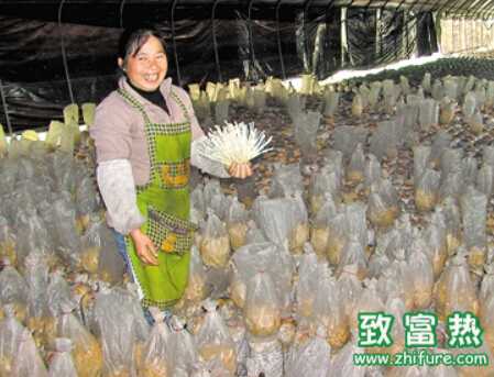 金針菇栽培的水分管理要點(diǎn)