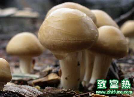 蘑菇如何追肥的措施