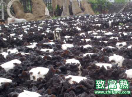 黑木耳地栽覆蓋管理要點