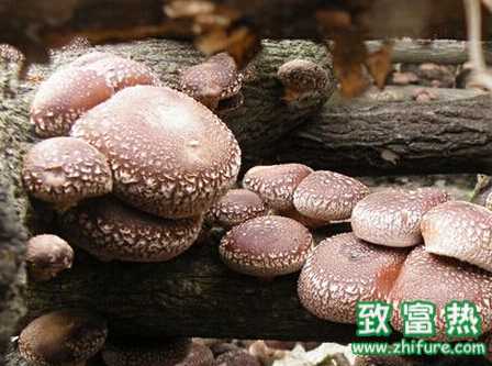 香菇反季節栽培管理要點