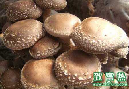 香菇菌棒腐爛造成原因及防治措施