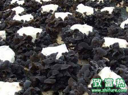 黑木耳如何進行霧灌