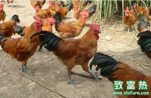 草雞養(yǎng)殖技術(shù)，草雞科學(xué)散養(yǎng)技術(shù)