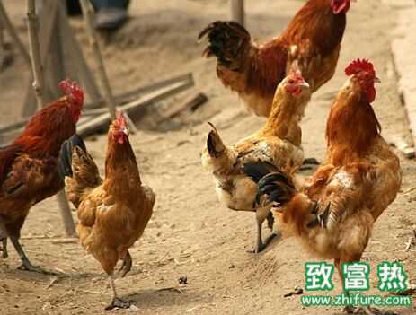 桃源雞特點、優勢、圖片介紹