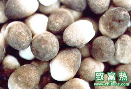 草菇栽培死亡的原因及預(yù)防措施