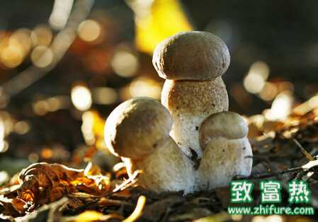 草菇夏季栽培的注意事項(xiàng)