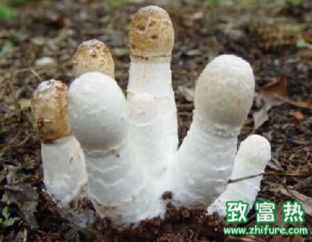 雞腿菇袋式栽培管理要點