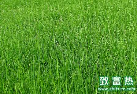 牧草的種植技術