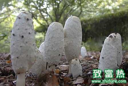 雞腿菇如何栽培能高產