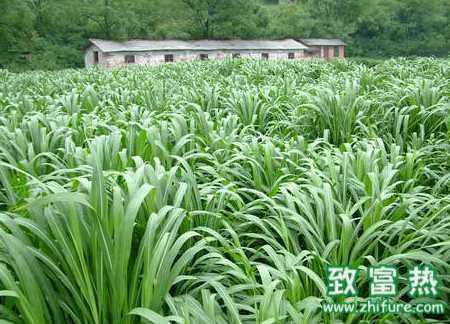 牧草品種有那些