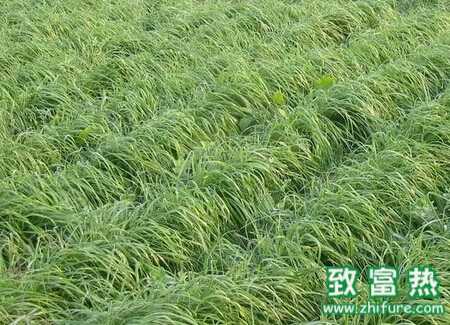 黑麥草冬季栽培管理技術