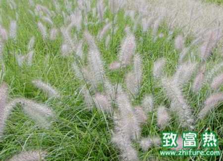 雜交狼尾草怎么栽培能高產