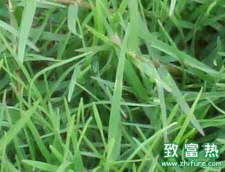 黑麥草播種管理要點