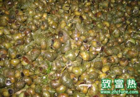 養田螺怎么樣？養田螺能賺錢嗎？
