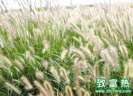 雜交狼尾草如何栽培