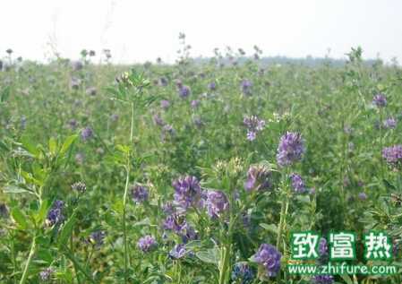 苜蓿科學(xué)栽培管理技術(shù)