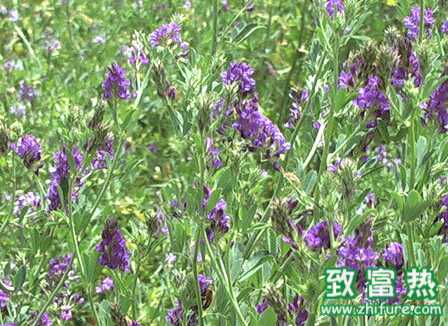 苜蓿繁種需要注意的要點