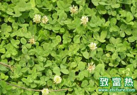 白三葉的栽培和管理要點(diǎn)