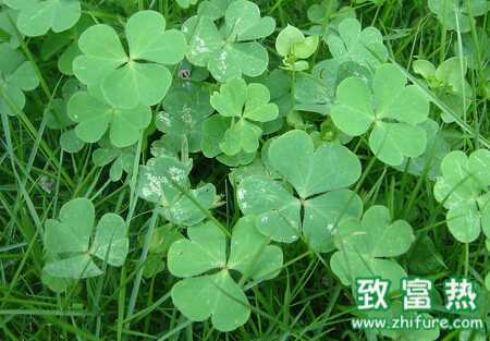 三葉草白粉病的介紹和防治