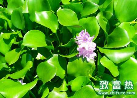 水葫蘆如何放養(yǎng)管理